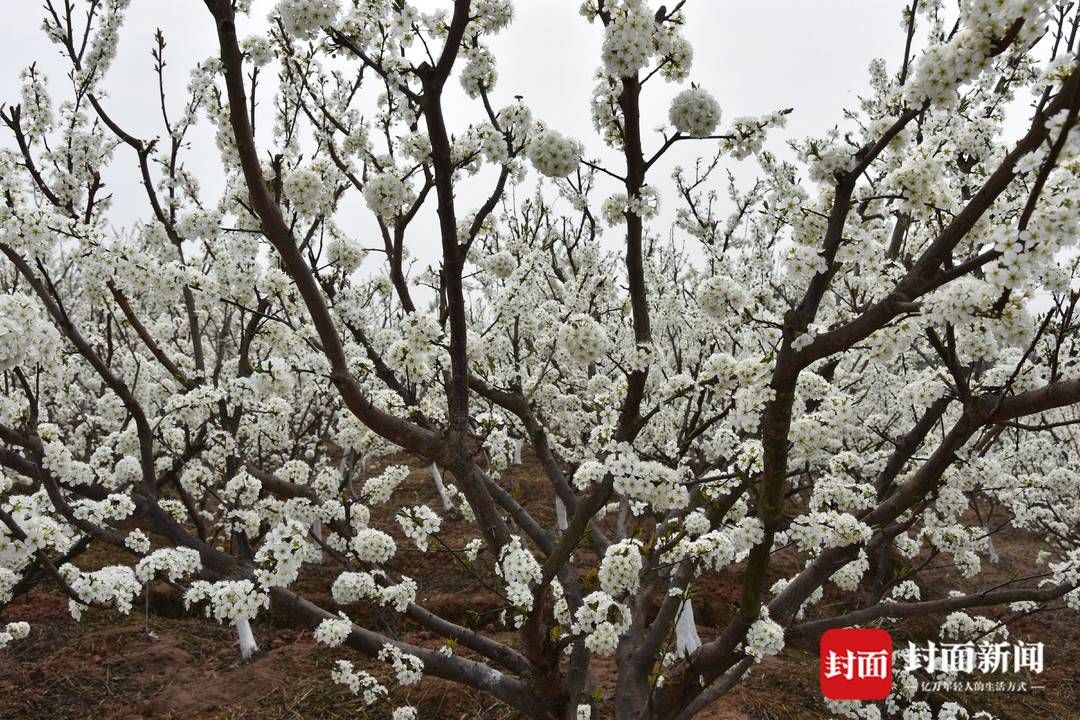 组图｜春田赏花，千年荣州等你！