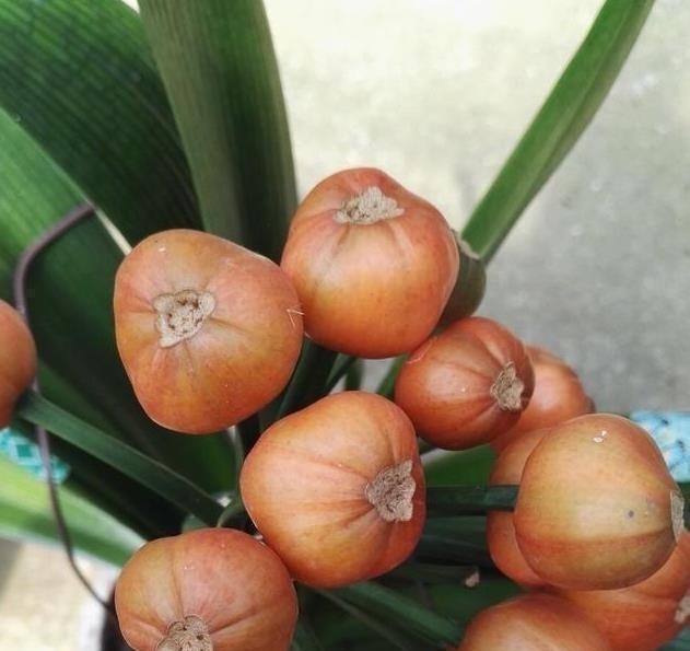 炉渣|养君子兰用这个小妙招,开花多、新叶多、不夹箭,叶子绿的发光