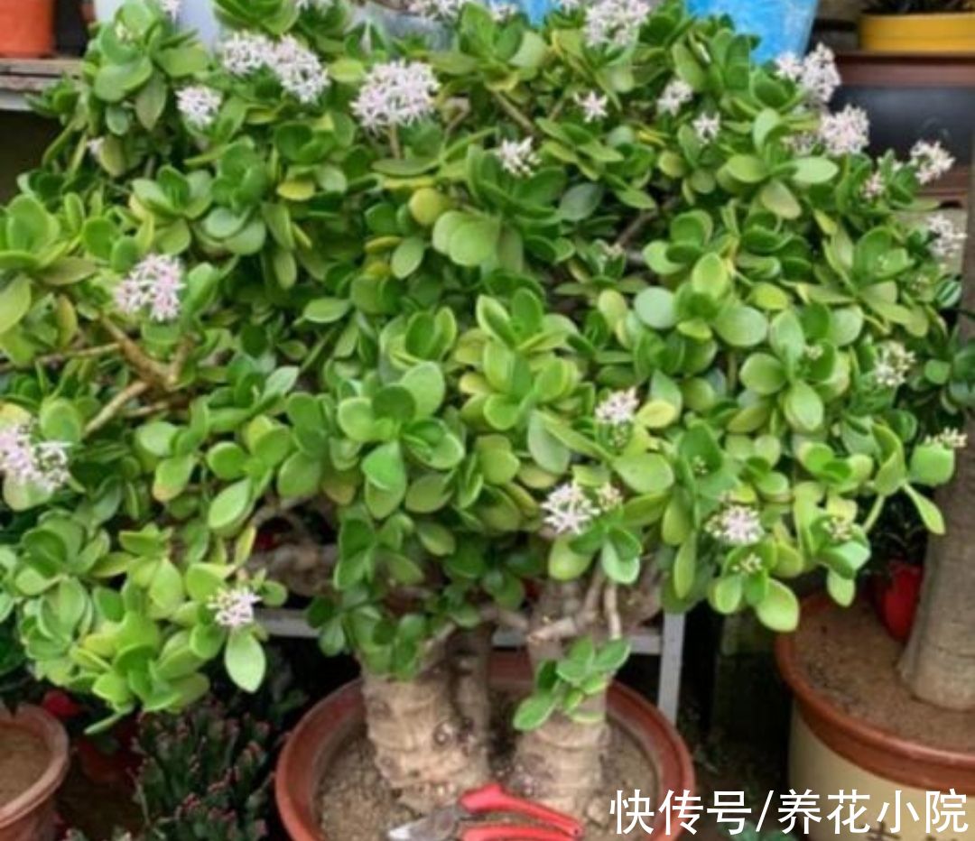 养玉树,2种枝不能留,否则难以长粗壮