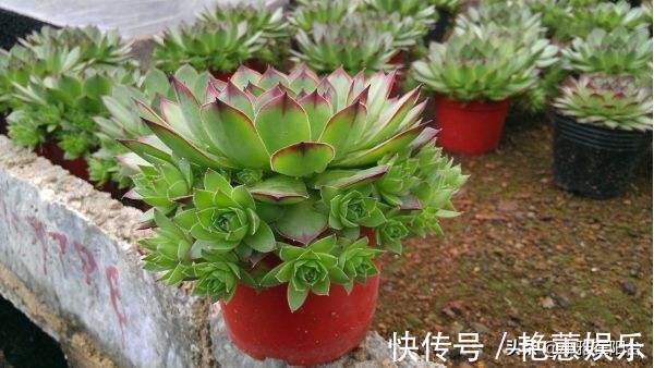 养观音莲，4个小技巧，侧芽不断冒，长出一大圈，一棵变多棵！