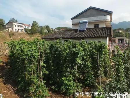 宅基地|农村宅基地大“整顿”,3件蠢事别做,容易丢了户口和房子