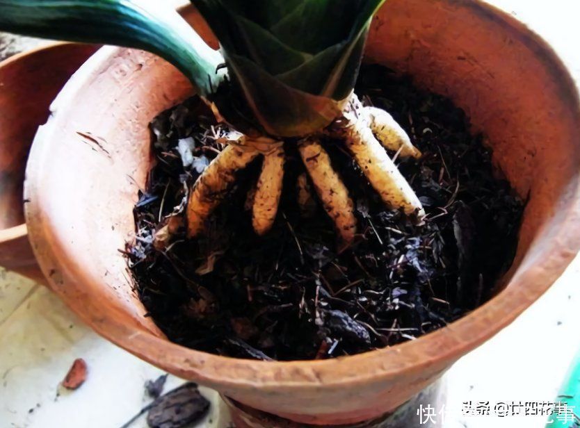 浇水|君子兰秋天翻盆,有5段“顺口溜”,简单好学,新手照做即可