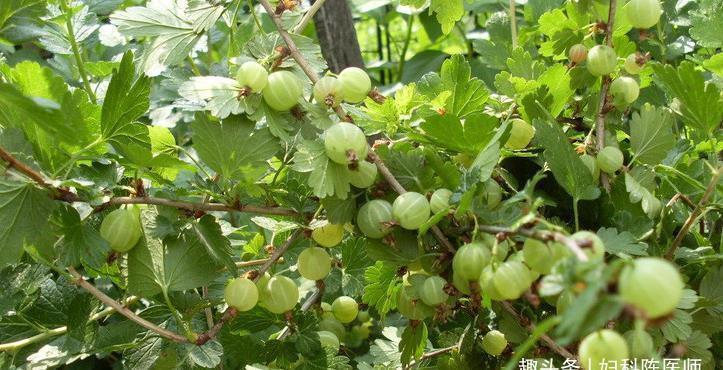 改善便秘|中年人想身体好，吃好的食物，促进消化，改善便秘，肌肤更好
