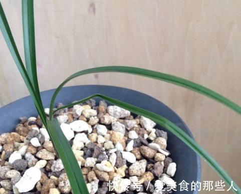 兰花养护有技巧,不是胡乱捣鼓就能养得很好