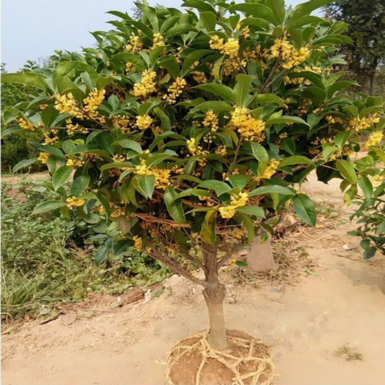 现在庭院不流行种菜了！这样“打造”，不比私人别墅效果差，超美