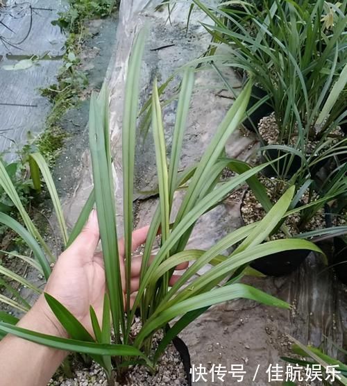 此兰花开双色,香气浓郁,花量极多,一杆能开十几朵,值得珍藏