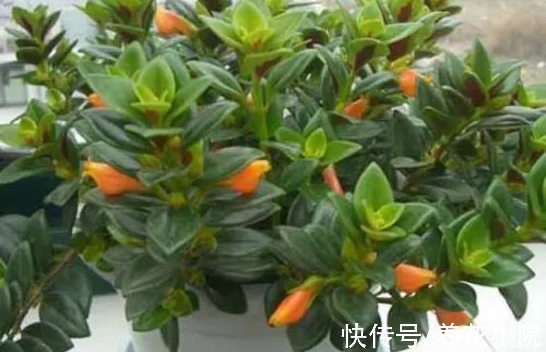 容易生根的7种花，剪根枝条就能插活，不用花钱买