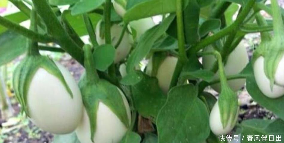 阳台养盆“鸡蛋”,生长快结果多,3天采摘1次,够全家吃!