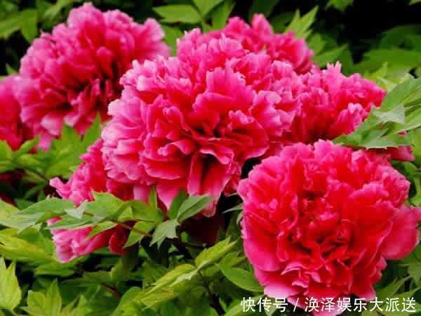 吉利|那些被誉为“美人”的花，不仅花期长，而且寓意也十分吉利