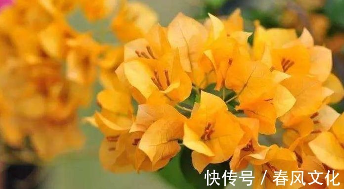 花卉|“精品三角梅”柠檬黄三角梅，花开爆盆成花树，庭院养花首选