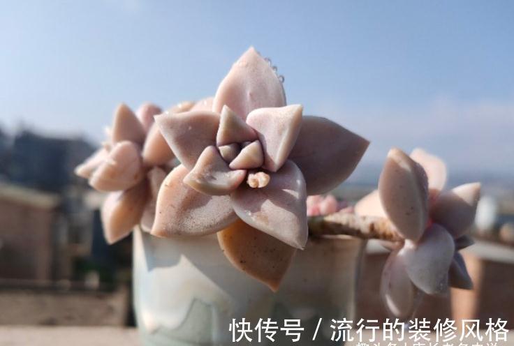 胧月和冬美人,同为最常见的多肉品种,谁在高温地区的表现更好?