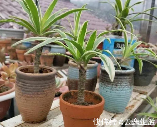 6块钱的吊兰,3年养成老桩,5年变成1棵小树,做好4点就行