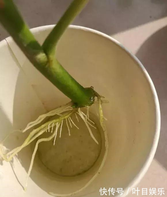 1种花太疯狂，花开300多天，剪根枝条插水里就活，当年就开花！