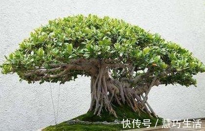 养榕树盆景,掌握“4点”技巧,颜值常年在线,花开培养成老桩
