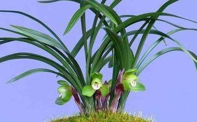 家里的1种垃圾不要丢,扔花盆里好处多,此些妙用你晓得吗