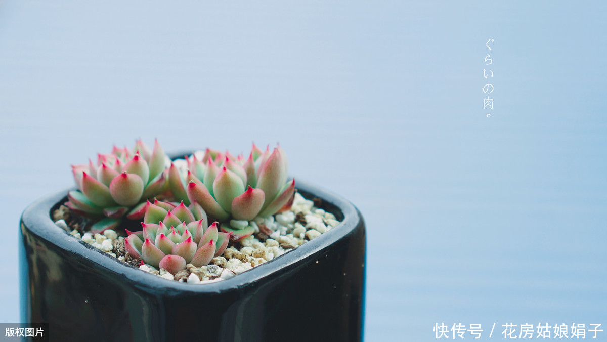 养殖|多肉的专业术语有哪些?学会这些多肉术语,你也可以小装一下