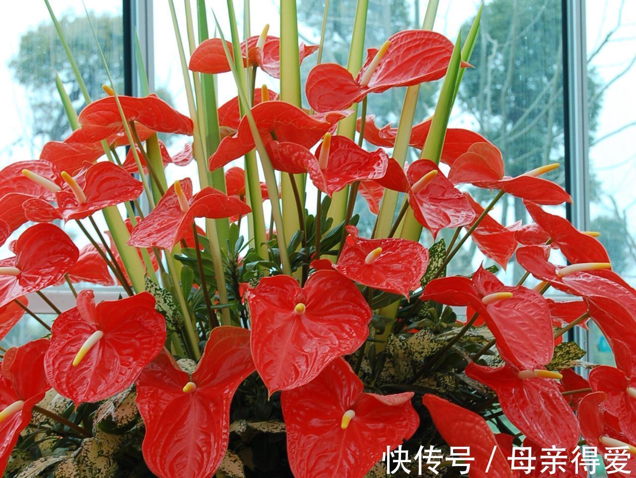 8种“漂亮花”别晒大太阳,一晒就耷拉,客厅不见光,养成绿森林