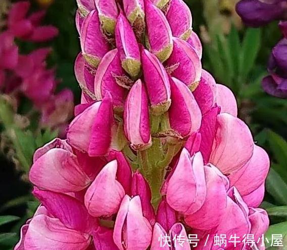 植株|花园不能没有它，鲁冰花一开成一片，五彩缤纷煞是好看