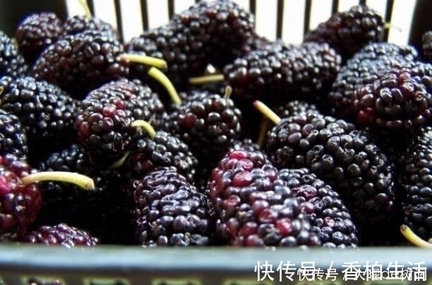 白发|有白头发别急着去染，教你几个食疗方，白头发轻松黑回来