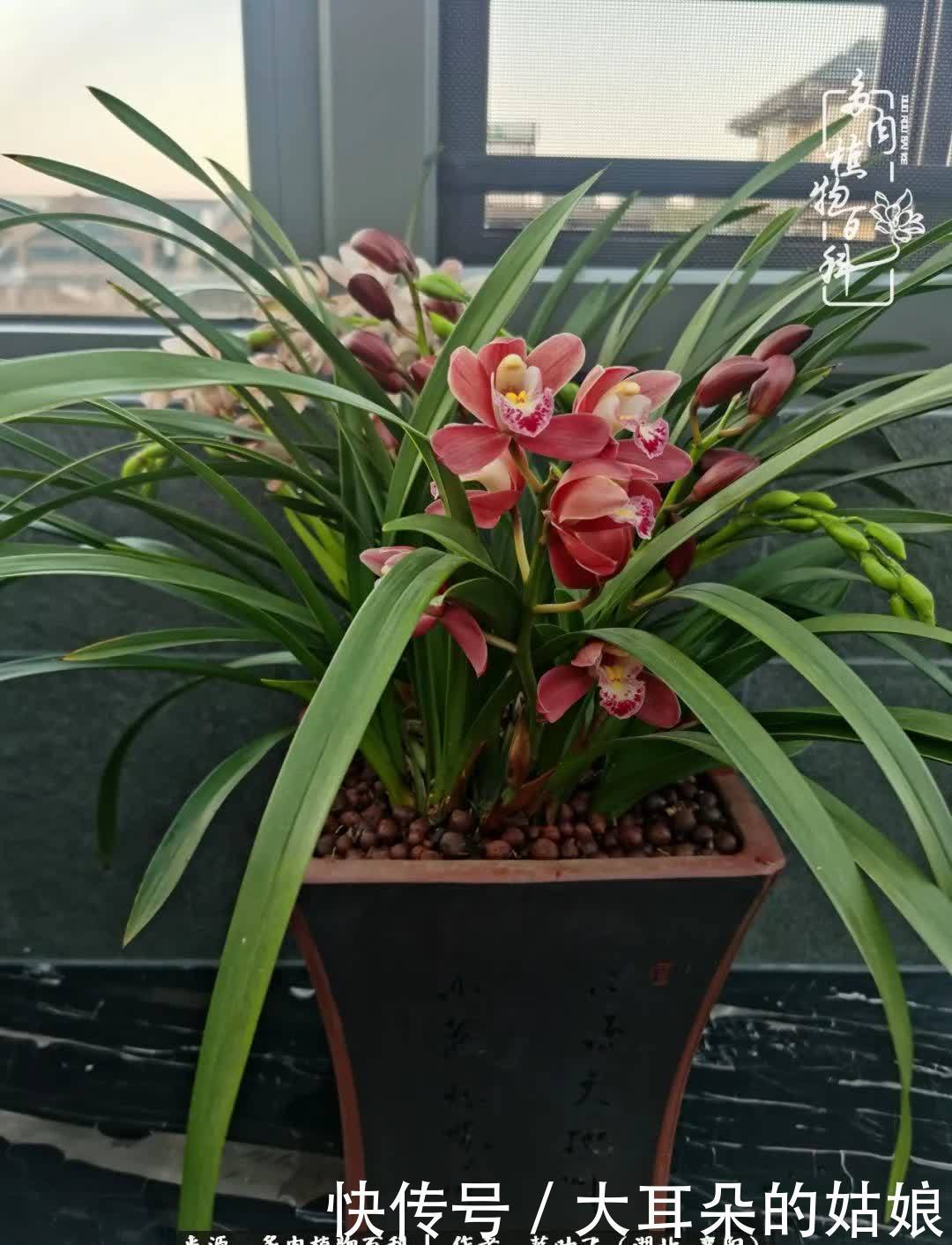 春暖花开,万物复苏,多肉迎来最美时光!