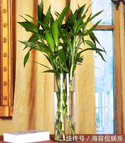 电视旁边放啥花卉好此“3种”植物都爱养,一年四季绿油油