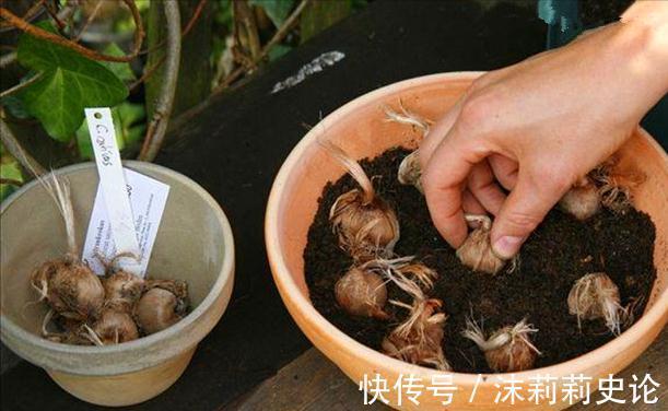 雨雪天冻不死的8种花,越冷越开花,冬天养一盆,喜庆又漂亮