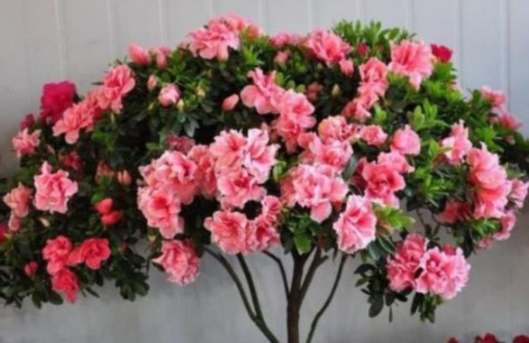 养花就养这种花，好养易活花量大，开花漂亮财运来，一养就上瘾