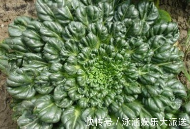 黑菜|农村一种野菜像“莲花座”,农民称它植物维生素,在城市广受追捧