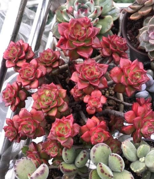 锦晃星|如果有露养的条件,别错过这5款多肉,出了状态红似火漂亮极了