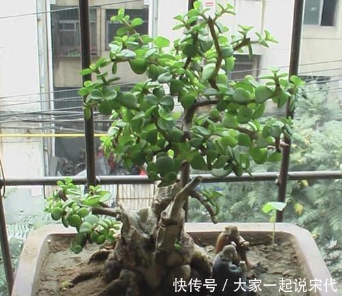 观赏价值|张大爷不喜欢绿萝,家里就养“它”,摆客厅显得“高档”,值钱