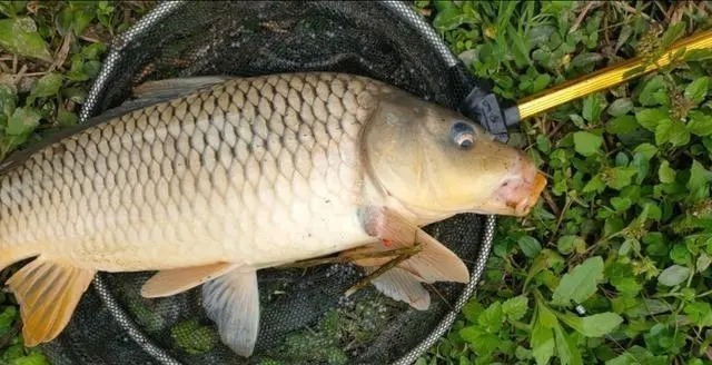 钓鱼|野钓“必选钓位”教学,用盘车鱼竿钓鱼,学会就能钓获野生大鲤鱼