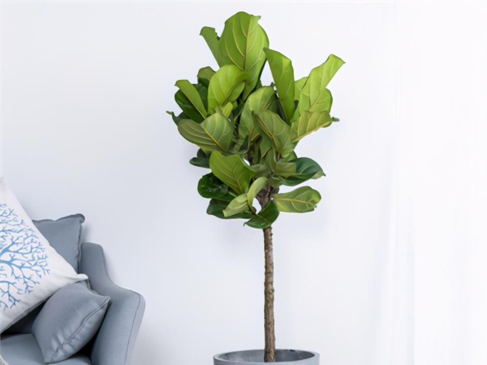 1种花,耐阴好打理,从春天开到秋天,光线不足也开花