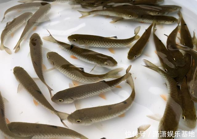 常被年轻人误认成草鱼,殊不知是“淡水之王”,运气好才能钓到