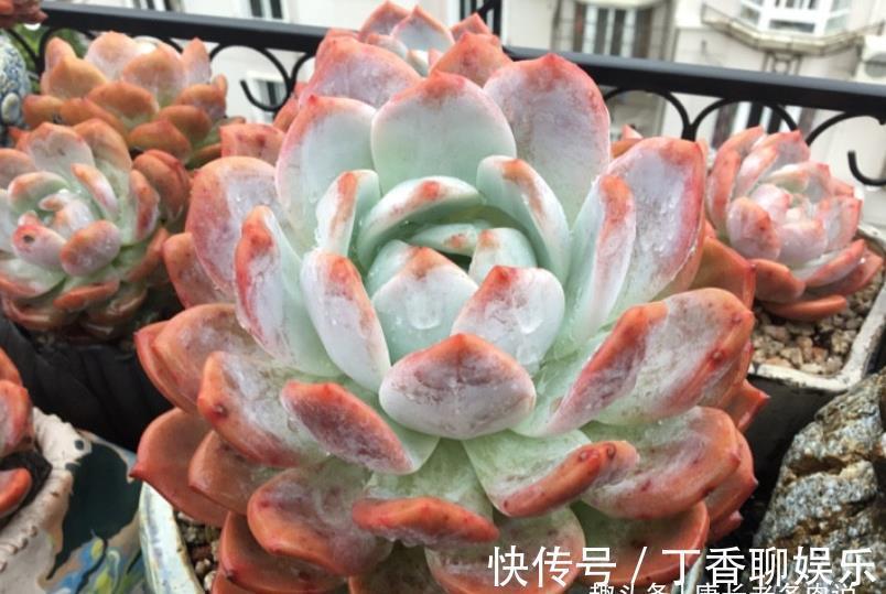 多肉|此8种多肉夏天不怕晒，反而越晒越好看，资深肉友都喜欢养