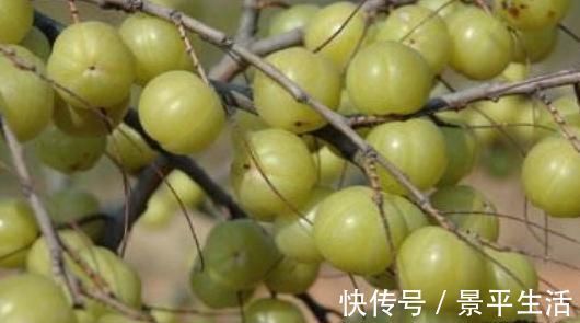 卵巢|女性不想子宫早衰，晚上当零食吃几颗，滋养卵巢，赶走妇科病