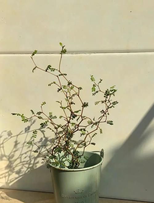 古代的“大户人家”都喜欢养这10种植物,家里养几盆,富贵吉祥旺家宅,你家养了吗