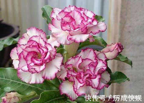 喜欢菊花,不如养”优良名品“绿乒乓菊,似绿如新翠,小巧玲珑