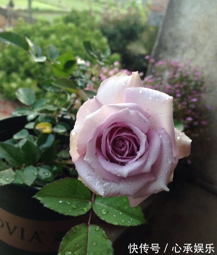 花型|最值得入手的爬墙植物,四季开花不断,漂亮又好养,赏花又闻香