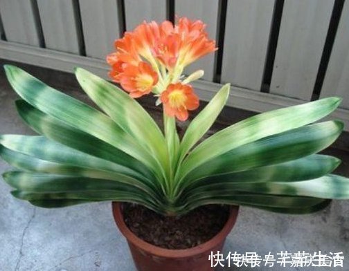 维生素c|养君子兰根本不要经验,只需在盆里倒入“2粒药”,年年都开花