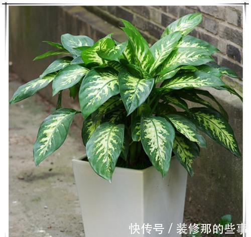  植物|卧室客厅养花？养这些耐阴花卉，色彩斑斓爱爆盆