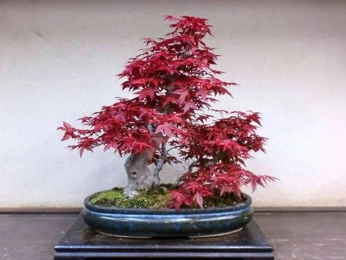 盆景制作技法夏天来到,盆景脱衣换锦,有6种好处