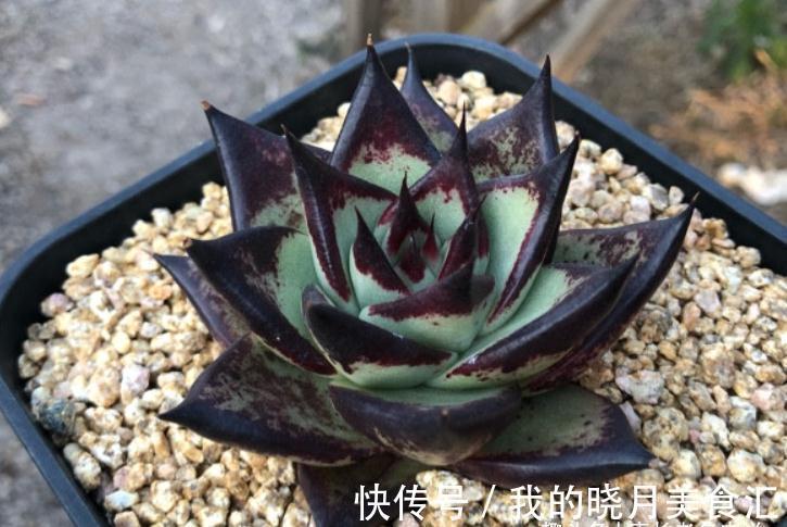 东云系多肉较易出状态,而这“6品种”尤其如此,冬天可轻松上色