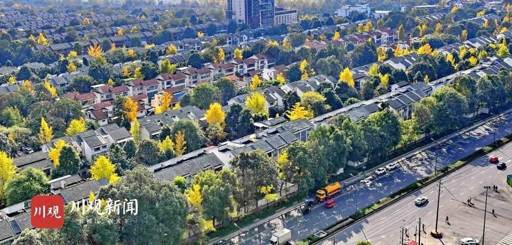  组图|组图｜成都冬日暖阳照出“油画风景”