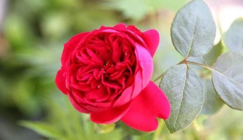  嫌多|20种月季花，美得让人窒息，家里放100盆都不嫌多！