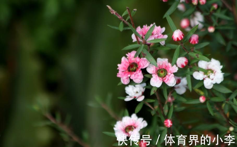 养花试试这几款,花型优美,花开星星点点