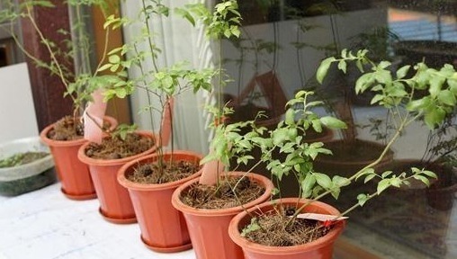 “癌细胞”不喜欢这些水果,阳台盆栽上几盆,观叶、观花又观果!