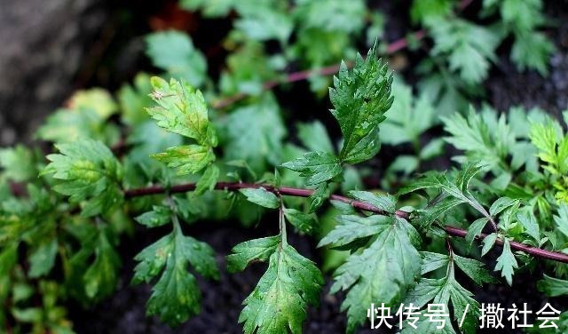 艾叶|睡前泡脚，加一把“艾叶”，身体的这3个变化，让人“意想不到”