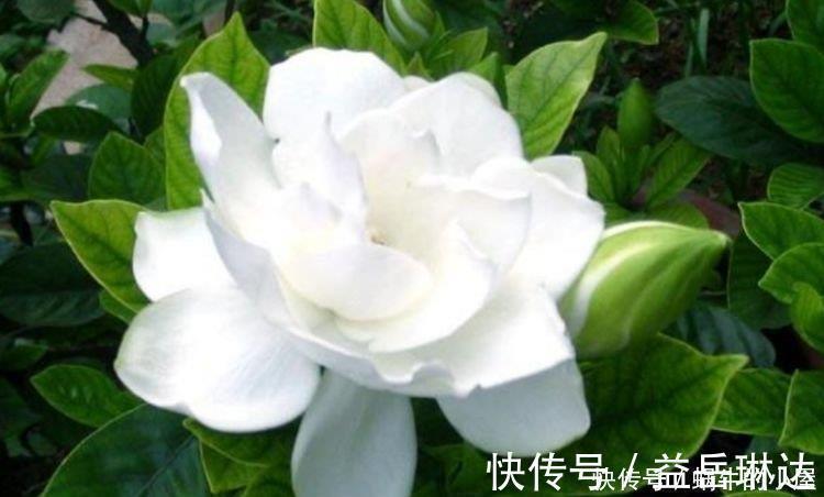 栀子花|4种花不怕冷不怕热,好养又漂亮,养家里,1盆顶5盆