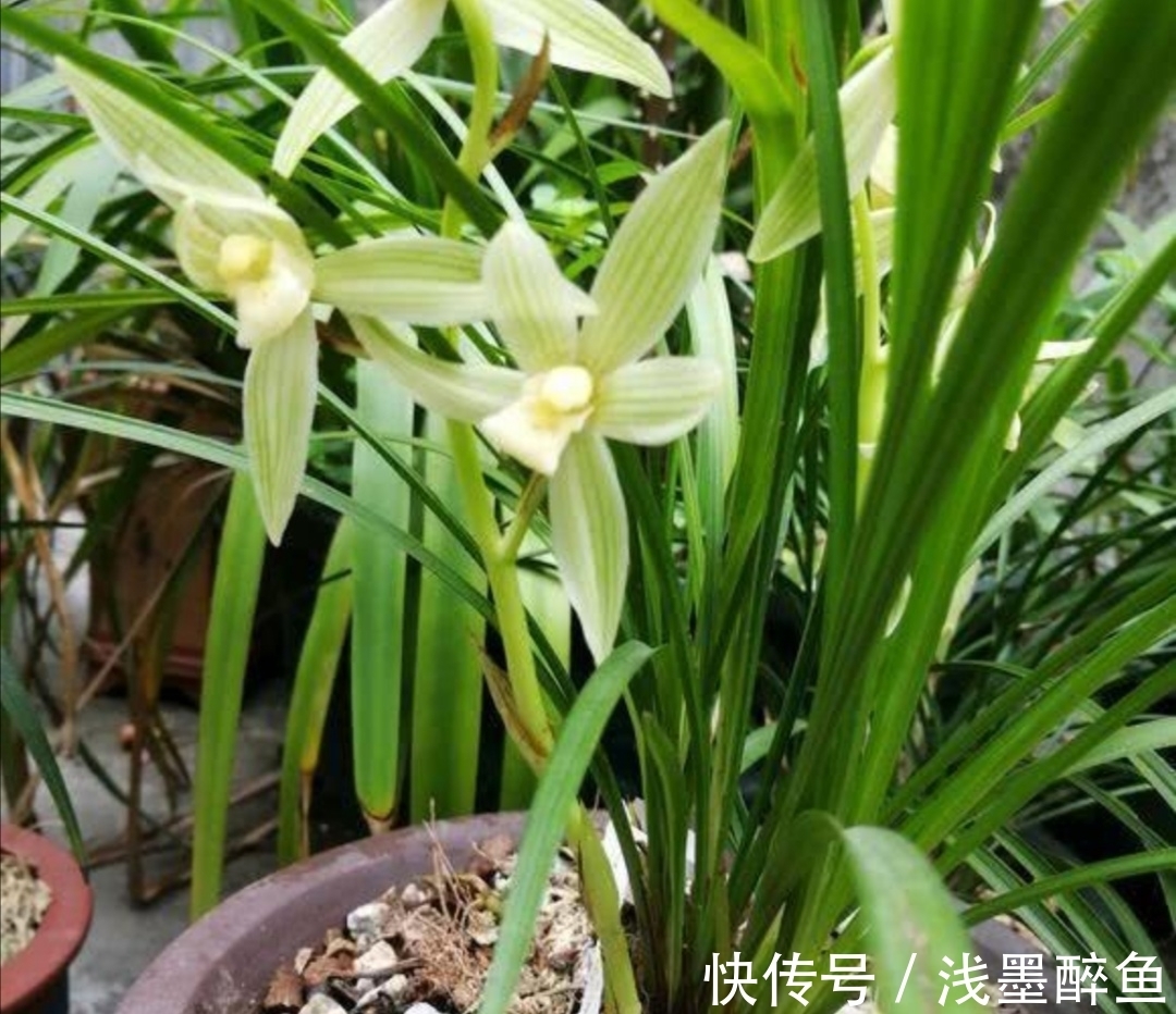 春天为兰花换盆，4个小细节不能忽视，不然难服盆，长势不旺