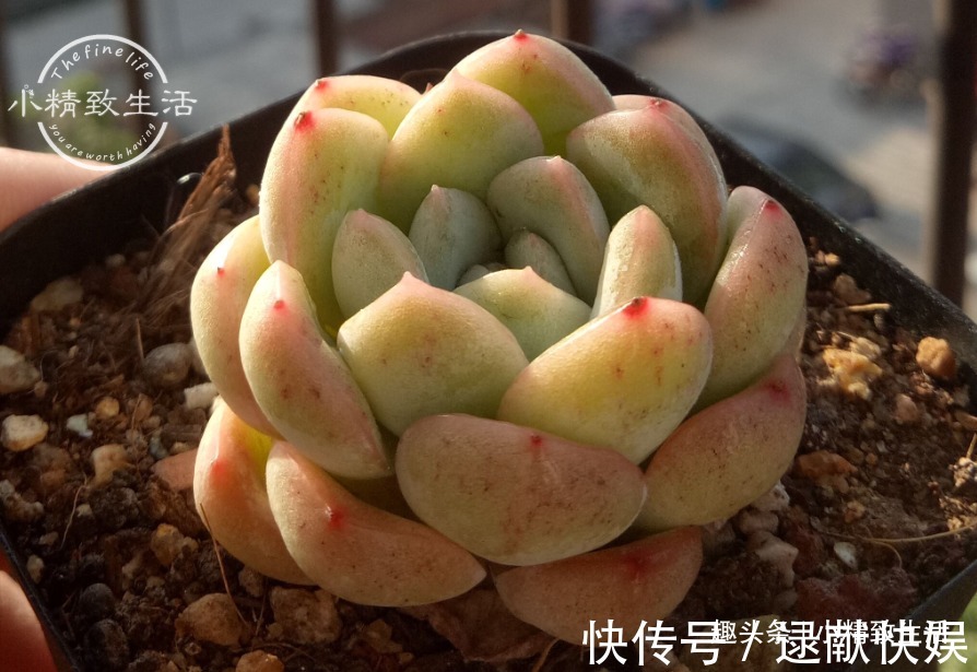 多肉上盆，用“干土”还是“潮土”，分2种情况，1张图看清楚